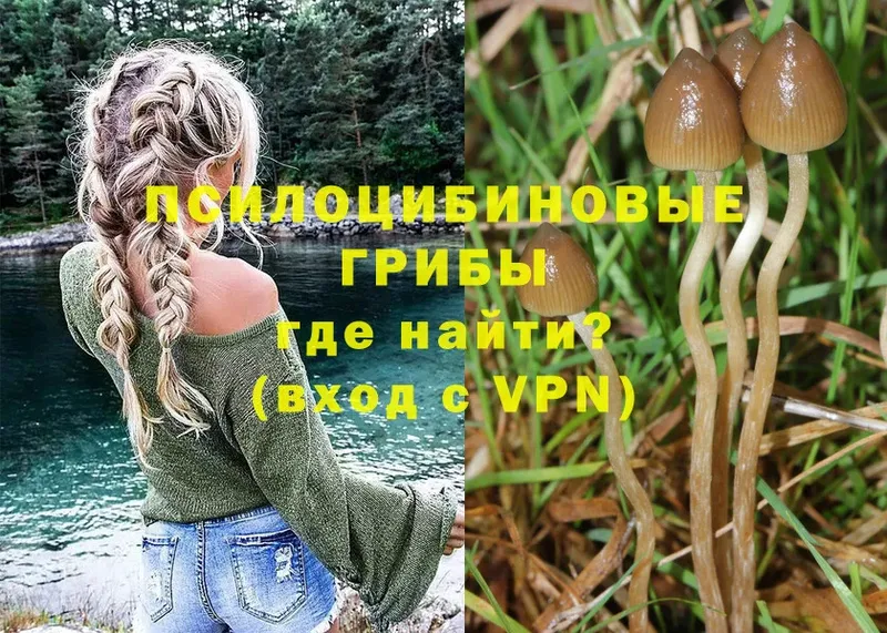 сколько стоит  Барыш  Галлюциногенные грибы Psilocybine cubensis 